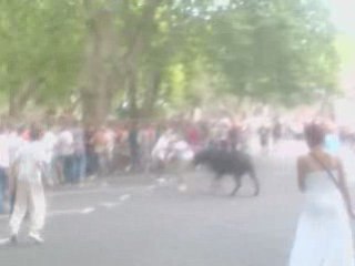 100 Taureaux Beaucaire 25-07-08 N°2