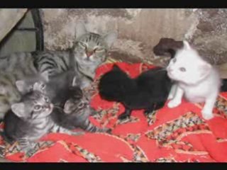 Chatons-
