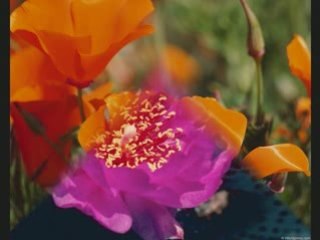 Ела до мен...-Дамян Дамянов