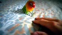 AGAPORNIS: O PÁSSARO DO AMOR QUE VAI ENCANTAR VOCÊ! 🦜❤️