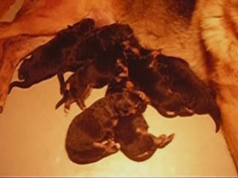 Bébés de Zeus et Vickie _0001