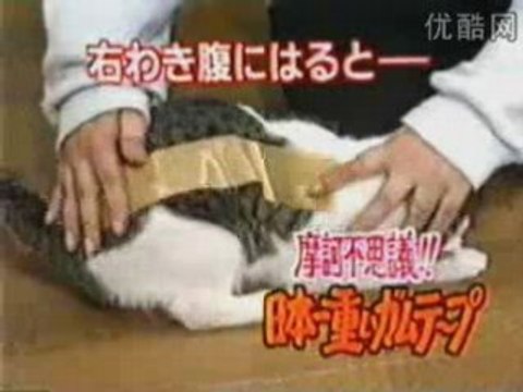 Drôle de Chat Japonais