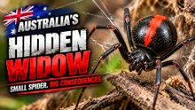 Redback Daily MOtion