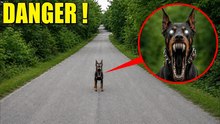 Si tu croises ce chien dans la rue, ne le suis surtout pas — ça n'annonce rien de bon