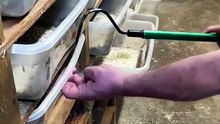 Extracting Cobra Venom 🔥