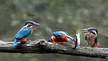 Kingfisher fledglings waiting for their dad to feed them.  🔥