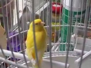 Fifi et gros minet -la rencontre