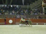 Corrida portugaise beaucaire 2008