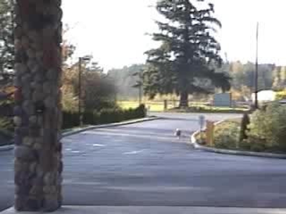 Skateboarding dog