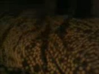 KeKette & Kekette? PFIIOU CHERCHE POW INSEPARABLE