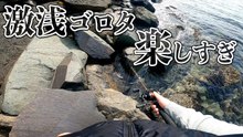 激浅ゴロタの穴釣りで良型カサゴ！小型ジカリグを落とした瞬間に反応が出る