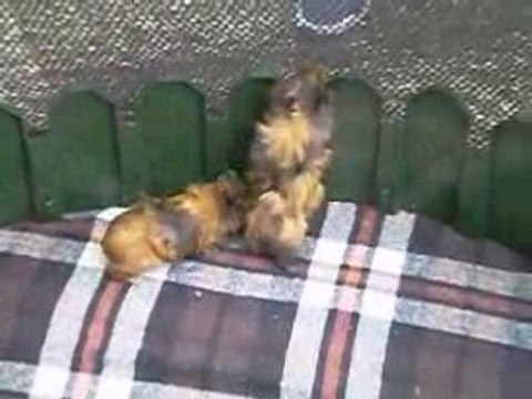 Mes 2 petites cochons d'inde