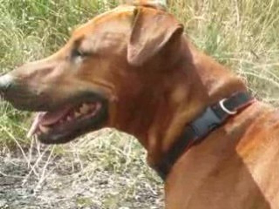 Gonzo le Chien dans : "mon boss me filme je comprends pas.."