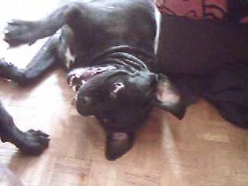jeux de cane corso