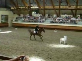 spectacle de chevaux