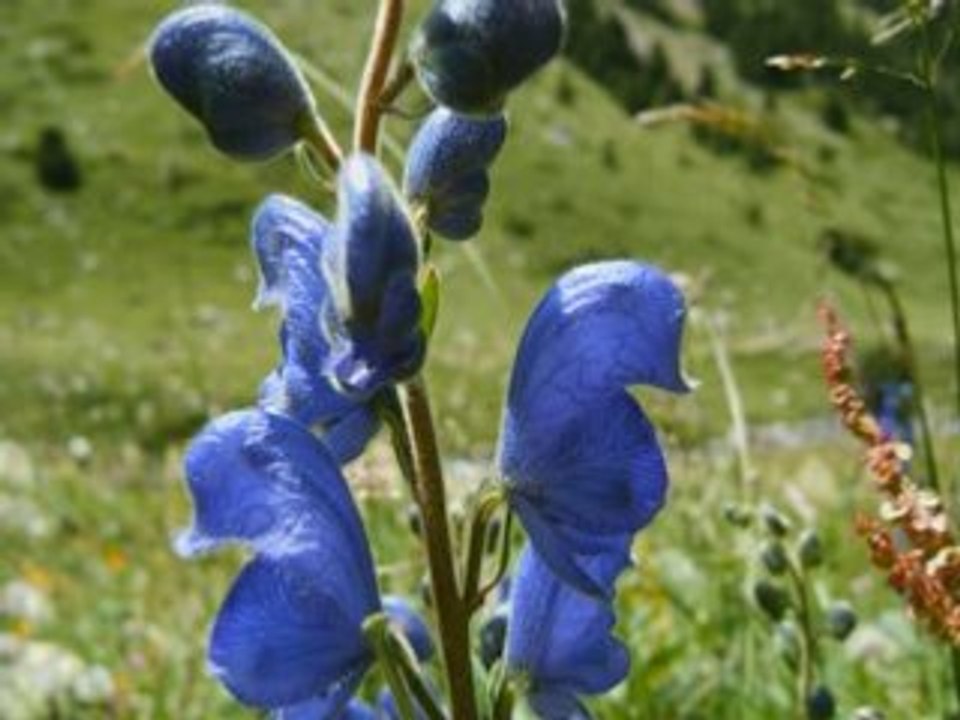 Fleurs vallées eyne
