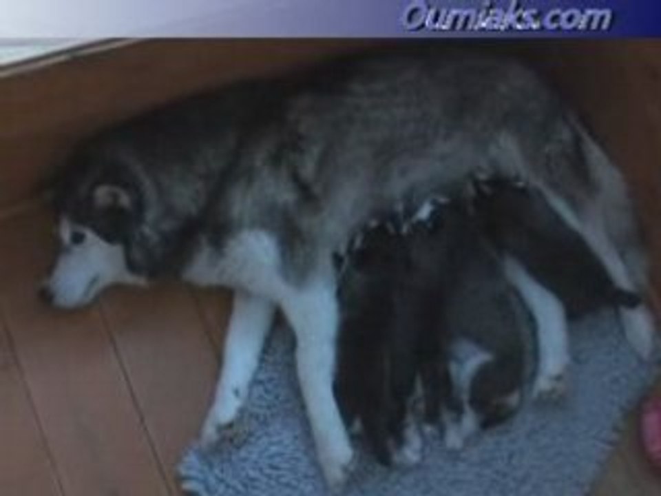 Hunter x Ticky's pups 20 days old