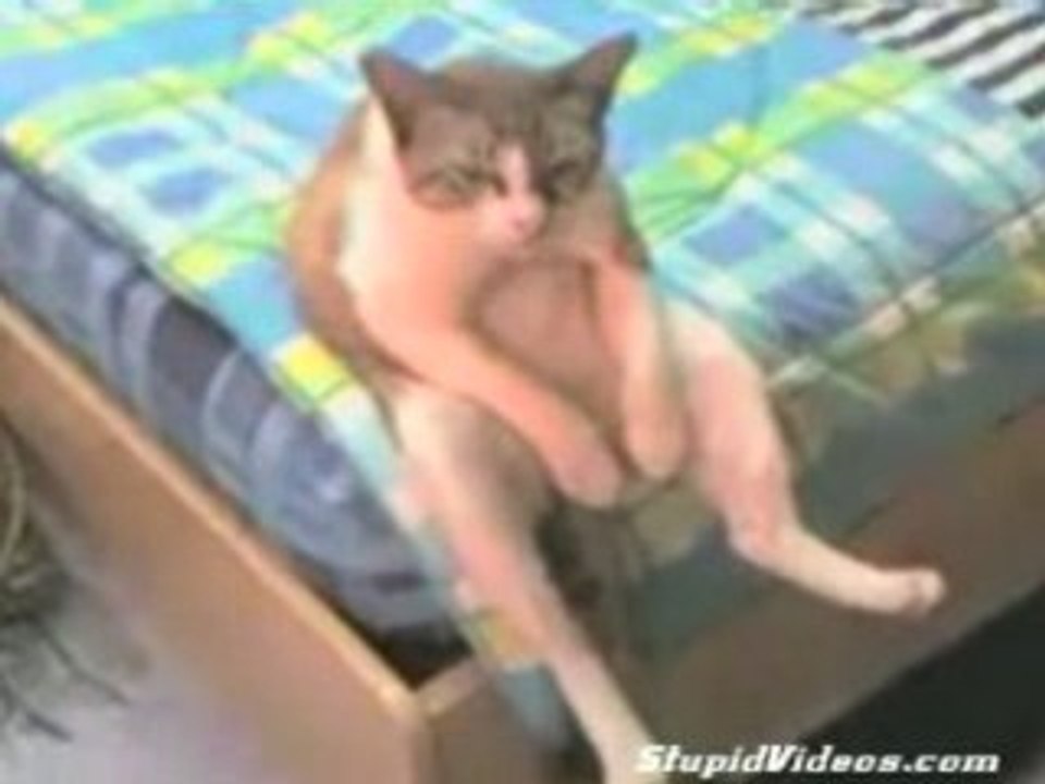 just chillin' cat