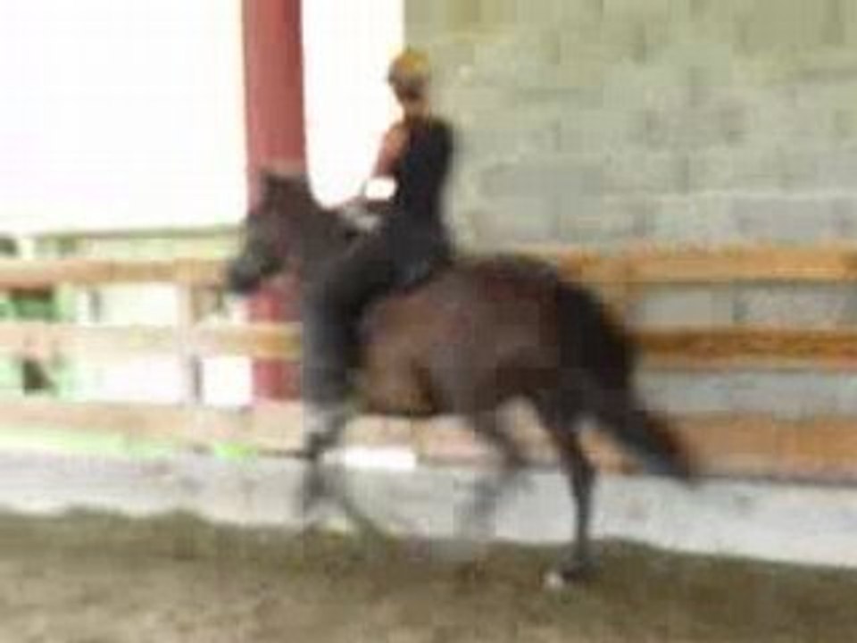 Cécilie et Lucy au tölt rapide