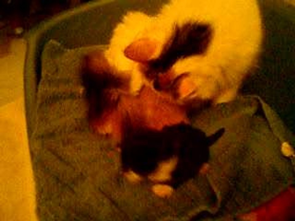 Seika et les monstres