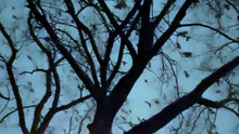 bluebread__pindown.io_1788732450