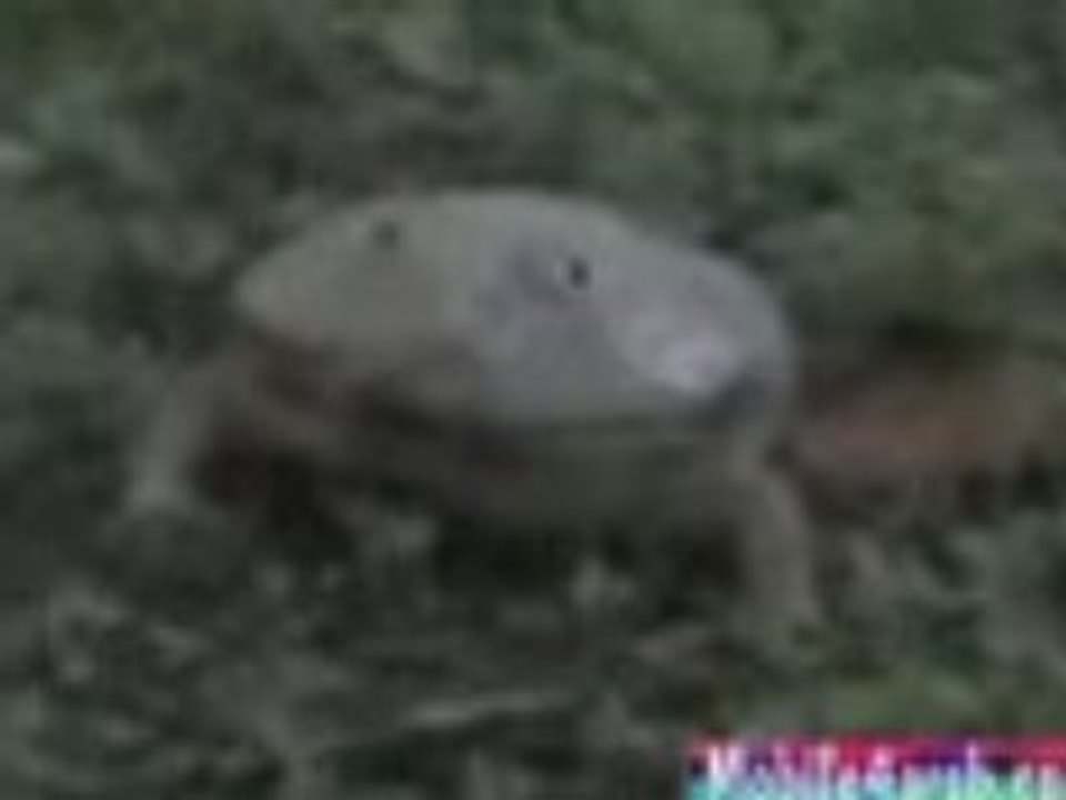 Frog defends himself