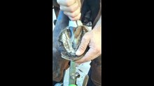 this is how the farrier get the work done #foryou #usa #horses #horselife #farmlife #animal