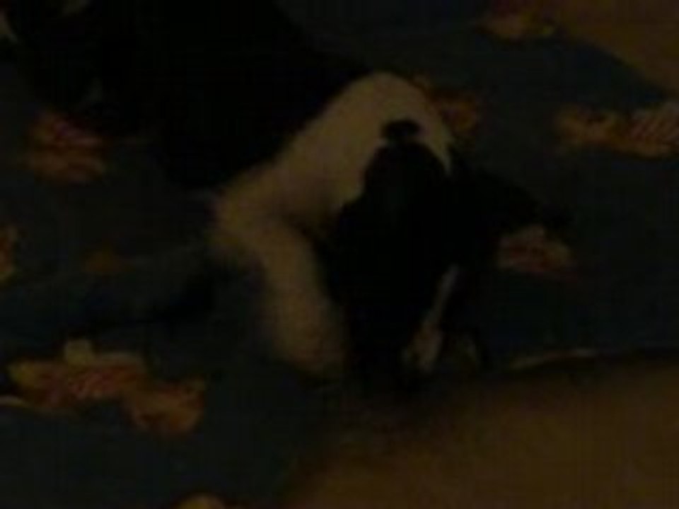 juju pette les plombs a minuit