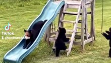 Bears enjoying rides