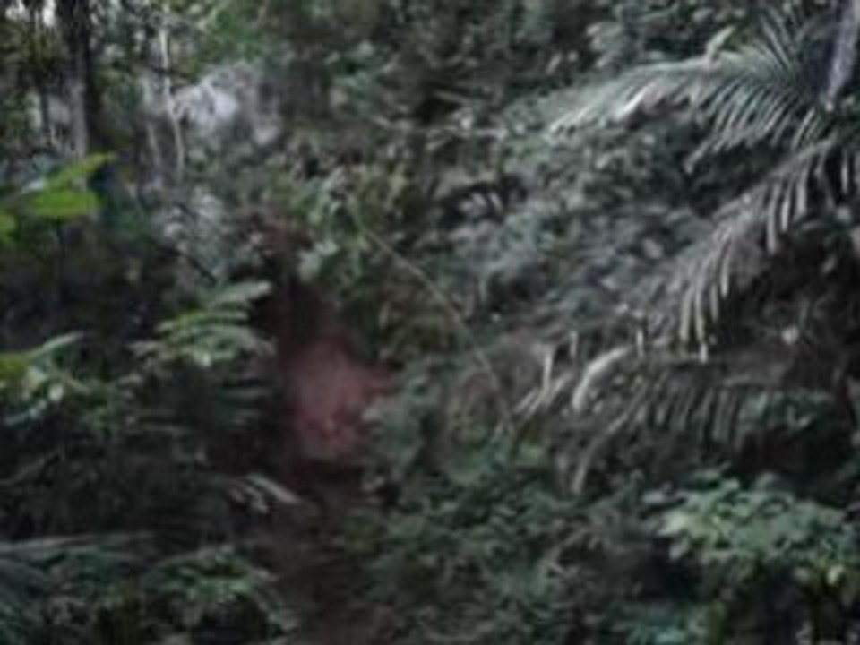 taman negara