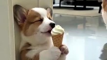 Funny Prank Dog