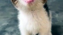 Sweet Cat