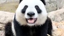 Pet Panda