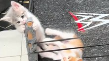 MMA Cat