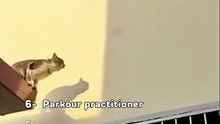 Ranking bests (Catculations)