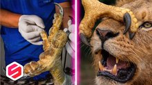 ¡Garras gigantes! Animales con las armas más locas del mundo