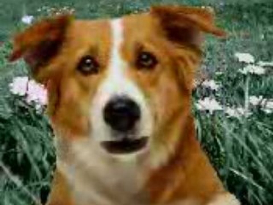 Cane