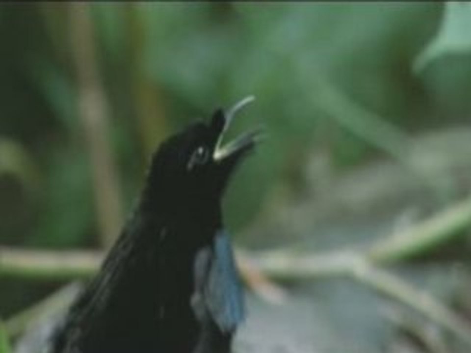 Destination terre les oiseaux