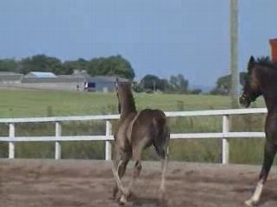 Cheval à vendre Pouliche Smokey Black De Sport dressage