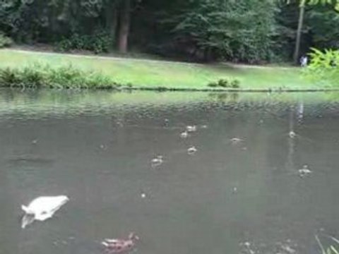 Nantes : cygnes et canards au parc de la Gaudinière
