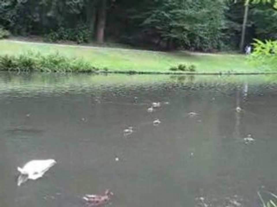 Nantes : cygnes et canards au parc de la Gaudinière