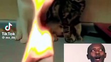QUE SUSTO SE LLEVARON LOS GATITOS❗😹😹