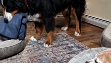 He brings the old dog his own blanket every cold night 🥹🐾