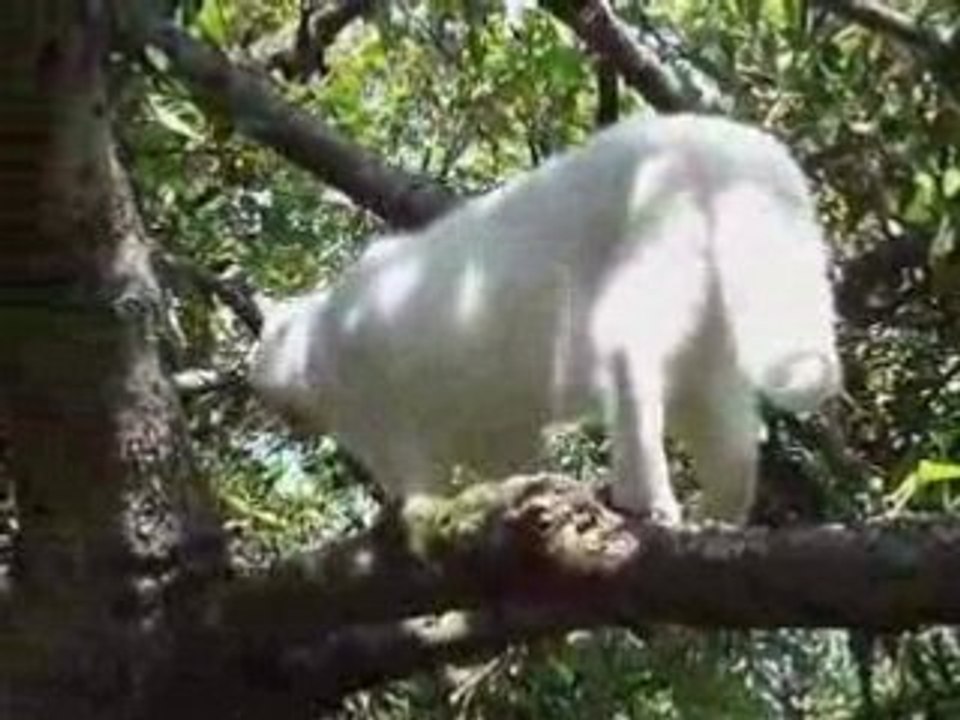 Princesse Dans L'arbre