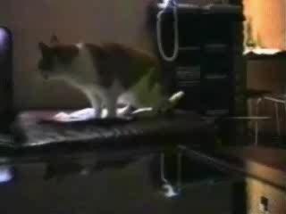 Des chats qui parlent