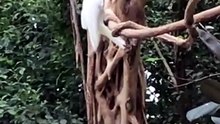 A Sulphur-Crested Cockatoo Is Angry at Something
