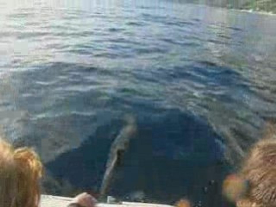 Les Dauphins de St Leu