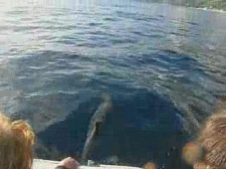 Les Dauphins de St Leu