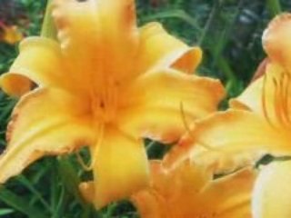 Canon HV30 Test Footage Color Graded & in 24