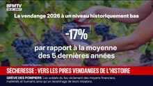 Sécheresse: la vendange 2026 à un niveau historiquement bas, -17% par rapport à la moyenne des 5 dernières années